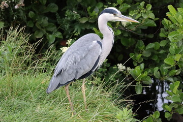 Fototapeta premium Heron in Ireland