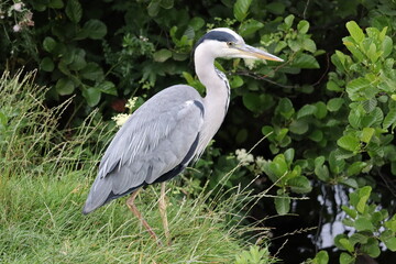 Heron in Ireland