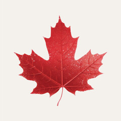 Fototapeta premium Red maple leaf illustration