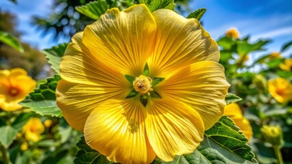 The vibrant petals of the yellow-flowered tree mallow plant unfold, showcasing delicate ridges and ridged veins, a