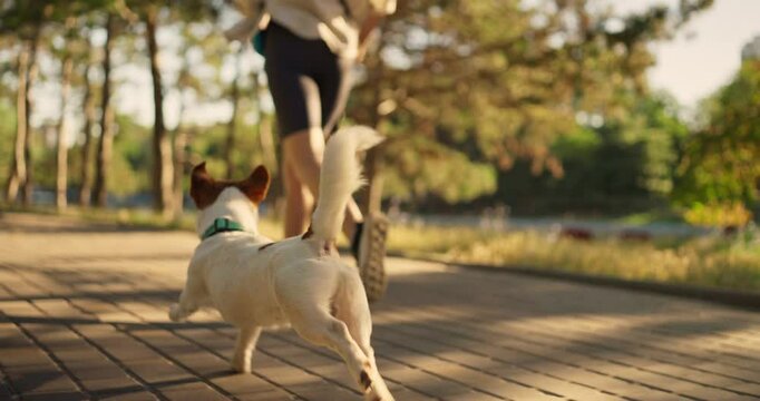 Up close cheerful playful little white dog runs near his owner during jogging along alley in park in morning