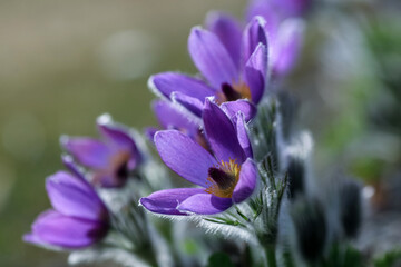 Fototapeta premium Plant Pulsatilla Vulgaris