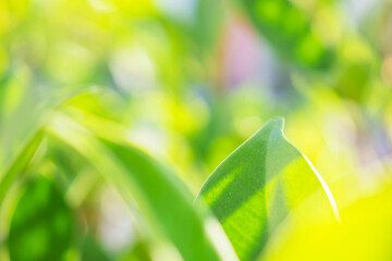 Natural plant green leaf in garden with bokeh background