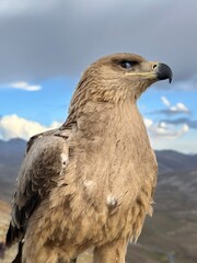 Captive eagle in the Babusar Pass which connects Khyber Pakhtunkhwa with Gilgit Baltistan, Pakistan