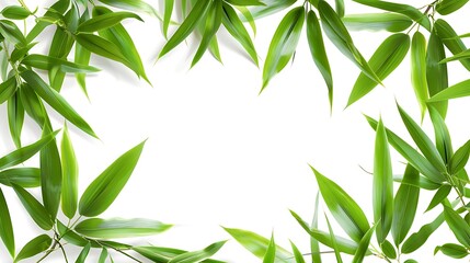 Fototapeta premium Bamboo leaves isolated on white background with copy space for text