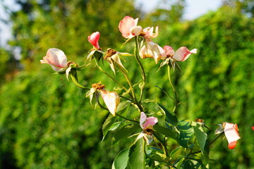 faded roses