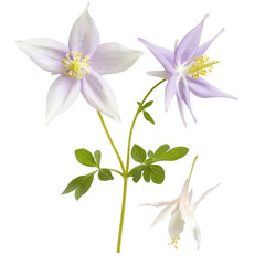 Fototapeta premium Delicate white and purple spring flowers blossoming in a serene garden Closeup of blooming botanical flora with soft focus and minimalist design