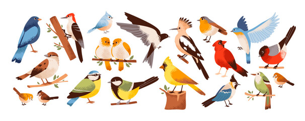 Birds in a minimalist hand-drawn style set. A variety of birds on branches, such as sparrow, woodpecker, swallow, bullfinch, titmouse, and canary. A flat illustration of the birds natural habitat