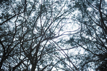 Forest of pine trees, commonly planted near the sea, bottom view