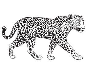 Silhouette of a leopard vector 