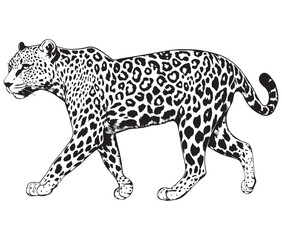 Silhouette of a leopard vector 