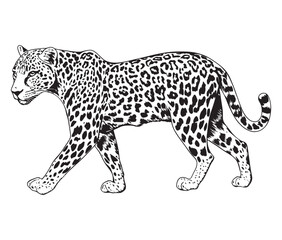 Silhouette of a leopard vector 