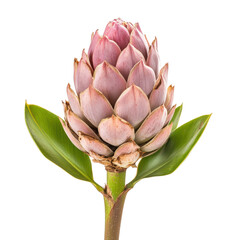Vibrant pink protea flower blossom surrounded by green leaves in a natural botanical setting  The protea is a unique and exotic flower known for its beautiful intricate shape and striking color