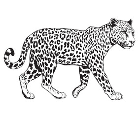 Silhouette of a leopard vector 
