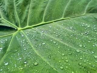 Water drops on Bon leaves. Water drops on the plants. Close up of green leaves with water drops. after rains in the garden. Rainy season 