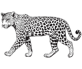 Silhouette of a leopard vector 