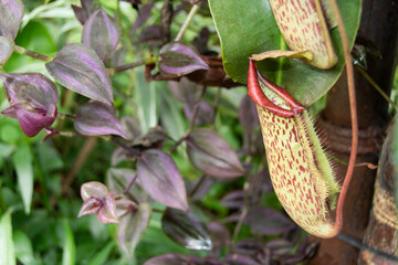 Tradescantia and a Nepenthes pitcher