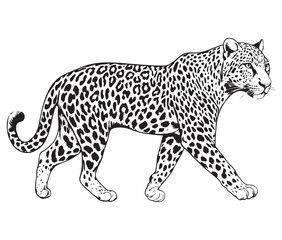 Silhouette of a leopard vector 