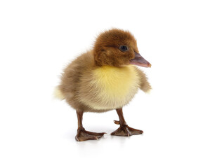 One little duckling.