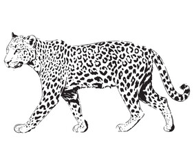 Silhouette of a leopard vector 
