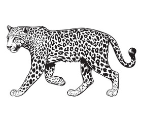 Silhouette of a leopard vector 