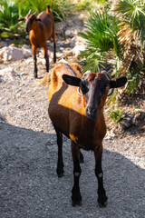 Ziege am Cap Formentor auf Mallorca Spanien