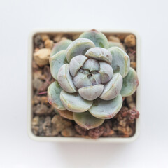 Echeveria Snow Bunny succulent flower isolated on white background, top view