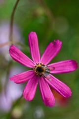 Różowy kwiat kosmos zwany "warszawiankami" kwitnie pięknie i pszczoła. Kwitnący ogrod, kwiaty dla zapylaczy, sielski ogród kwiatowy © ICON