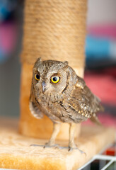 Owl tamed at home. Pet feeding owls. Little owlet.