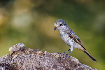 Woodchat Shrike (Lanius senator). 