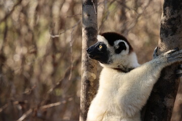 Lemure del Madagascar 