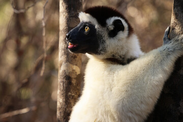 Fototapeta premium Lemure del Madagascar 