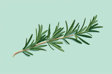 Fresh rosemary herb illustration
