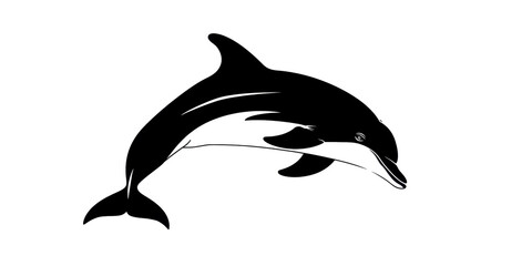 Obraz premium A black and white dolphin is leaping out of the water