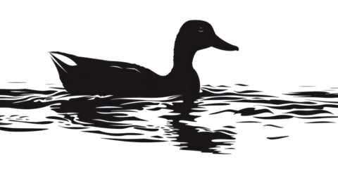 A duck is swimming in the water