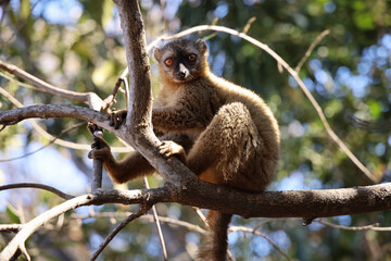 Lemure del Madagascar 