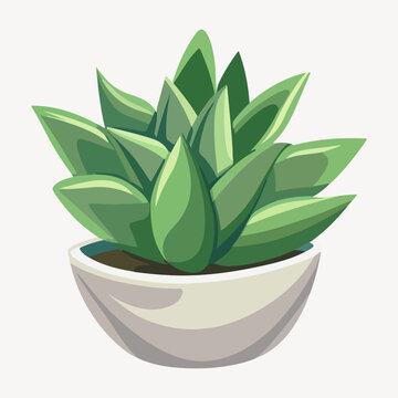 succulent illustration vector