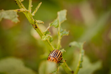 Colorado Potato Beetle Actively Feeding on Leaf During Sunny Day in Summer