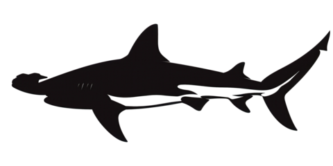 A black and white shark is swimming in the ocean