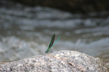 Extreme close-up of emperor dragonfly