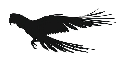 Obraz premium A black and white bird with a long tail and a long wing