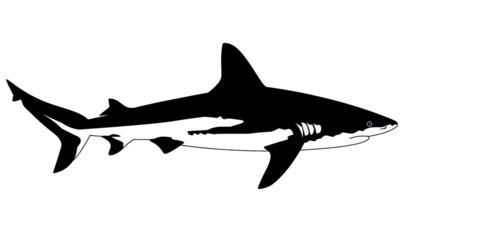 A black and white shark is swimming in the ocean