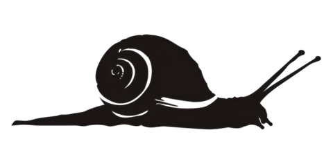 A black and white drawing of a snail