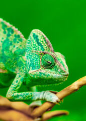 Chameleon close up. Multicolor beautiful reptile with colorful bright skin on a background of grass and leaves. Disguise and bright skins concept. Exotic tropical pet in its natural environment.
