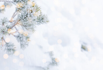 Green fir branches covered with snow on a white background. Postcard, congratulations