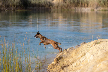 Dog jumping into a lake