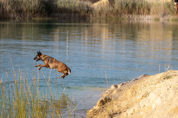 Dog jumping into a lake