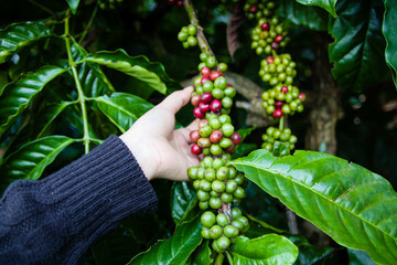 Hand farmer picking and showing coffee bean in coffee agriculture. Arabicas Coffee bean on Coffee...