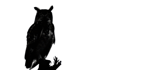 A black owl is perched on a tree branch