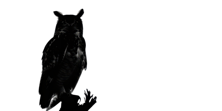 A black owl is perched on a tree branch